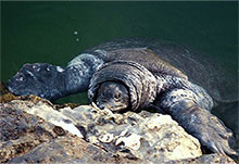Dalyan'da nil kaplumbağaları